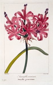 Amaryllis sarniensis ، 1836 (نقش يدوي)